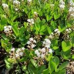 Menyanthes trifoliata عادت داشتن