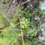 Aralia hispida Fruto