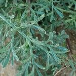 Artemisia scoparia Blatt
