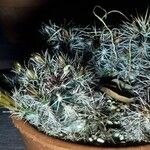 Echinocereus viridiflorus Агульны выгляд