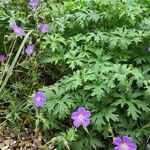 Geranium pratense Λουλούδι