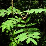 Sorbus aucuparia Листок