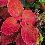 Coleus scutellarioides Foglia