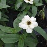 Zinnia spp. फूल