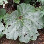 Gunnera insignis Leaf