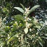 Acacia melanoxylon Virág