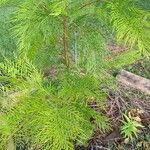 Grevillea robusta Leaf