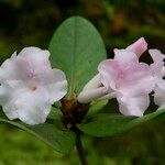 Rhododendron mogeanum Květ