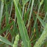 Triticum aestivum Feuille