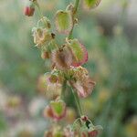 Rumex scutatus Плод