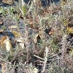 Lavandula latifolia Blad