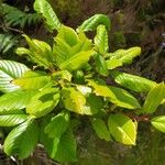 Frangula azorica Likasa