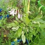 Hosta plantagineaЛист