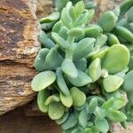 Sedum allantoides Blad