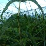 Eupatorium perfoliatumഇല