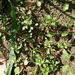 Ludwigia palustris Leaf