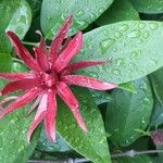 Calycanthus floridusFloro