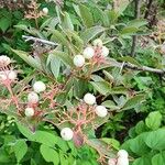 Cornus racemosa 果實