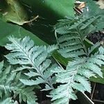 Athyrium niponicum Лист