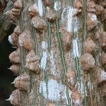 Erythrina lysistemon Kéreg/szár