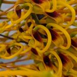 Grevillea robusta Kvet