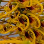 Grevillea robusta Flor