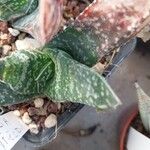 × Gasterhaworthia bayfieldii Leaf