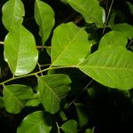 Dialium guianense Leaf