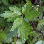 Ranunculus repens Blatt