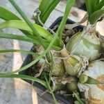 Albuca bracteata Hoja