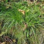 Carex remotaLevél