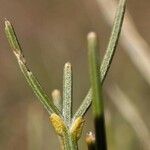 Genista radiata Casca