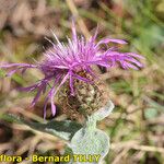 Centaurea jordaniana 花