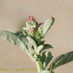 Atriplex rosea Ďalší