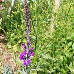 Linaria purpureaBlüte