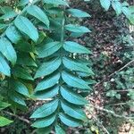 Rhus copallinum Blad