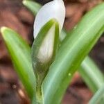 Galanthus plicatus ᱥᱟᱠᱟᱢ