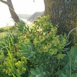 Euphorbia myrsinites Leaf