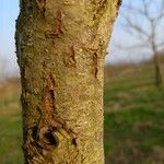 Prunus persica Bark