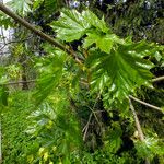 Acer platanoides Ліст