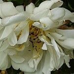 Rosa moschata Flower