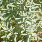 Suaeda maritima Likasa