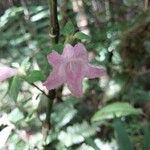 Acanthopale madagascariensis Blomma