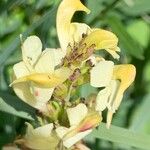 Pedicularis ascendens Flower