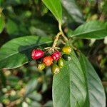 Psychotria carthagenensis Fruto