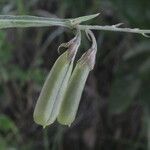 Crotalaria pilosa Vrucht