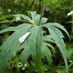 Ranunculus platanifolius Likasa