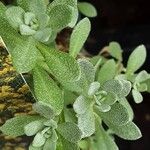 Alyssum montanum पत्ता