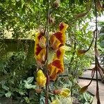 Thunbergia mysorensisЦветок