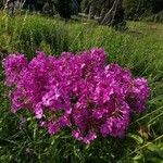 Phlox carolina Flower